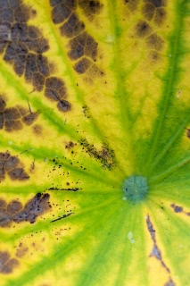 「祝福」のサムネイル画像