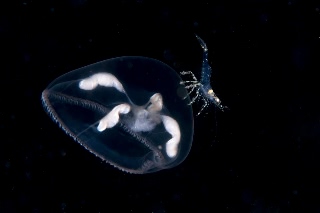 「ジェリーフィッシュライダー」のサムネイル画像