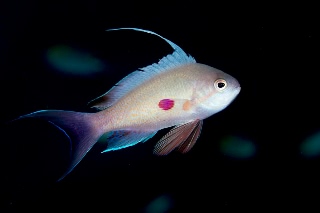 「キンギョハナダイ(日本)(Japanese Lyre-tail Basslet)」のサムネイル画像