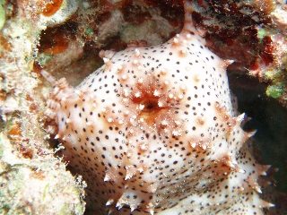 「クロエリナマコ(Graffiti sea cucumber,クロテナマコ,オハグロナマコ)」のサムネイル画像