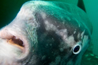 「マンボウ(翻車魚)」のサムネイル画像