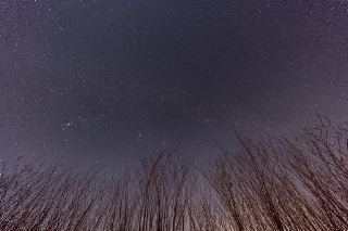 「ハルニレの木」のサムネイル画像