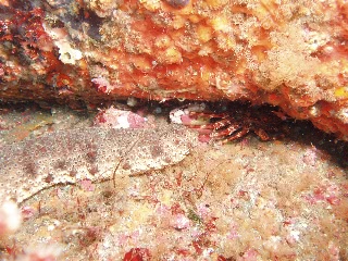 「ナマコとエビとカニ」のサムネイル画像