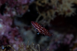 「無題」のサムネイル画像