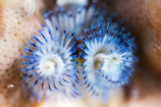 「イバラカンザシ(Christmas tree worm)」のサムネイル画像