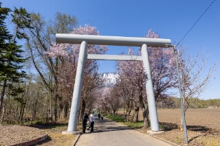 「オオヤマザクラ(エゾヤマザクラ,ベニヤマザクラ)」のサムネイル画像