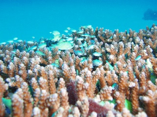 「デバスズメダイ」のサムネイル画像