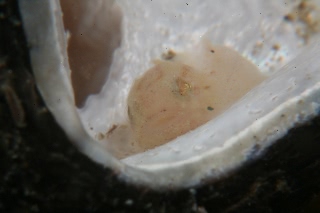 「スナビクニン」のサムネイル画像