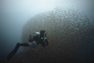 「タカベ」のサムネイル画像
