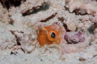 「カエルアマダイ(ジョーフィッシュ)」のサムネイル画像