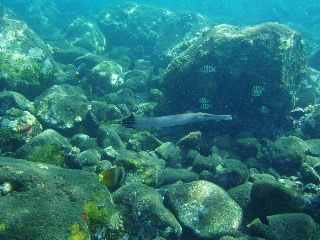 「ヘラヤガラ(Trumpetfish)」のサムネイル画像