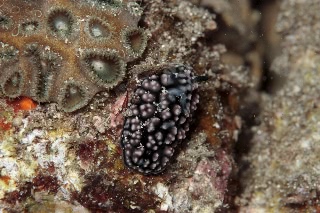 「コイボウミウシ」のサムネイル画像