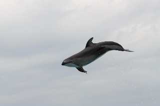 「ミナミバンドウイルカ(ミナミハンドウイルカ)」のサムネイル画像