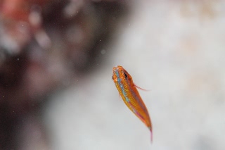 「アオギハゼ」のサムネイル画像