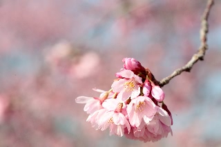 「ヨウコウザクラ(陽光桜)」のサムネイル画像