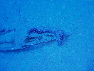 「ナマコの仲間」のサムネイル画像