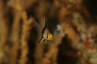 「マンジュウイシモチ」のサムネイル画像