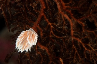 「ガーベラミノウミウシ」のサムネイル画像