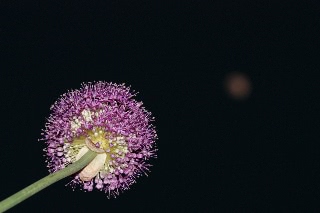 「ギガンチューム(ギガンジウム)」のサムネイル画像