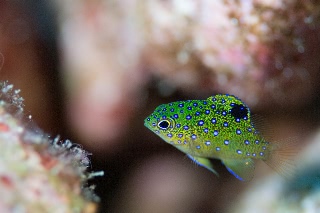 「ルリホシスズメダイ」のサムネイル画像