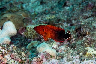 「ニジハタ」のサムネイル画像