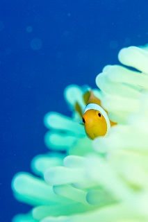 「カクレクマノミ(Western Clown Anemonefish)」のサムネイル画像