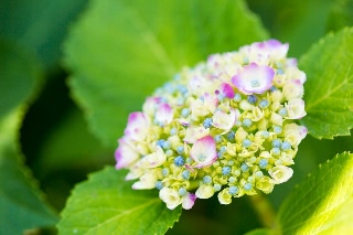 「アジサイ」のサムネイル画像