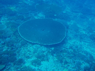 「テーブルサンゴ」のサムネイル画像