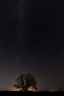 「ハルニレの木」のサムネイル画像