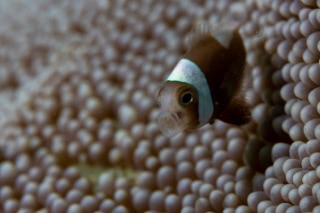 「無題」のサムネイル画像