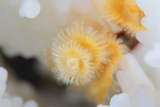 「イバラカンザシ(Christmas tree worm)」のサムネイル画像