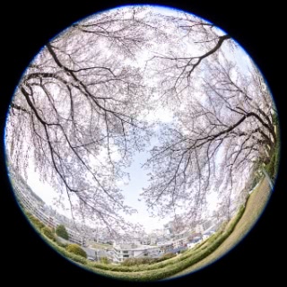 「ソメイヨシノ(染井吉野)」のサムネイル画像