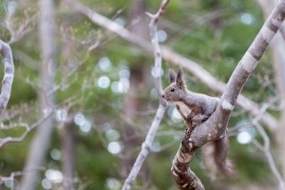 「エゾリス」のサムネイル画像