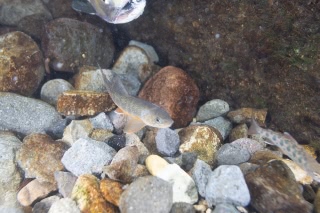 「無題」のサムネイル画像