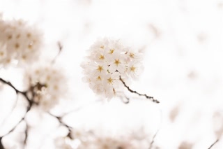 「ソメイヨシノ(染井吉野)」のサムネイル画像