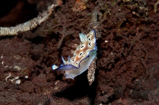 「ヒョウモンウミウシ」のサムネイル画像