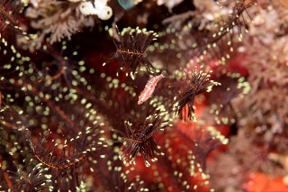 「ベラの仲間」のサムネイル画像