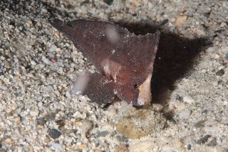 「ツマジロオコゼ」のサムネイル画像