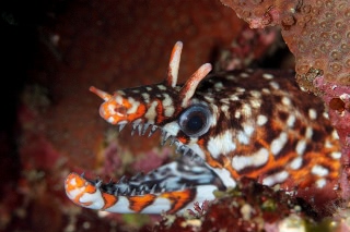 「トラウツボ」のサムネイル画像