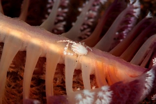 「ウミエラカニダマシ」のサムネイル画像