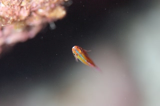 「アオギハゼ」のサムネイル画像