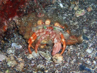 「ソメンヤドカリ」のサムネイル画像