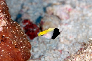 「ヒレグロベラ」のサムネイル画像