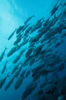 「ギンガメアジ(Bigeye trevally)」のサムネイル画像