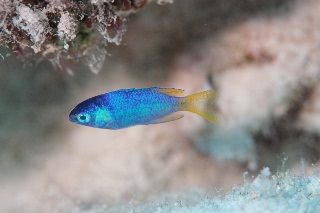 「クジャクスズメダイ」のサムネイル画像