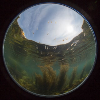 「フサカジカ」のサムネイル画像