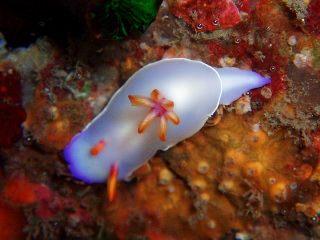 「ゾウゲイロウミウシ」のサムネイル画像