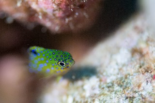 「ルリホシスズメダイ」のサムネイル画像