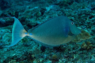 「テングハギ」のサムネイル画像