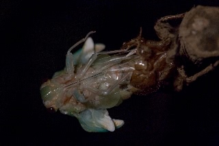 「アブラゼミ」のサムネイル画像